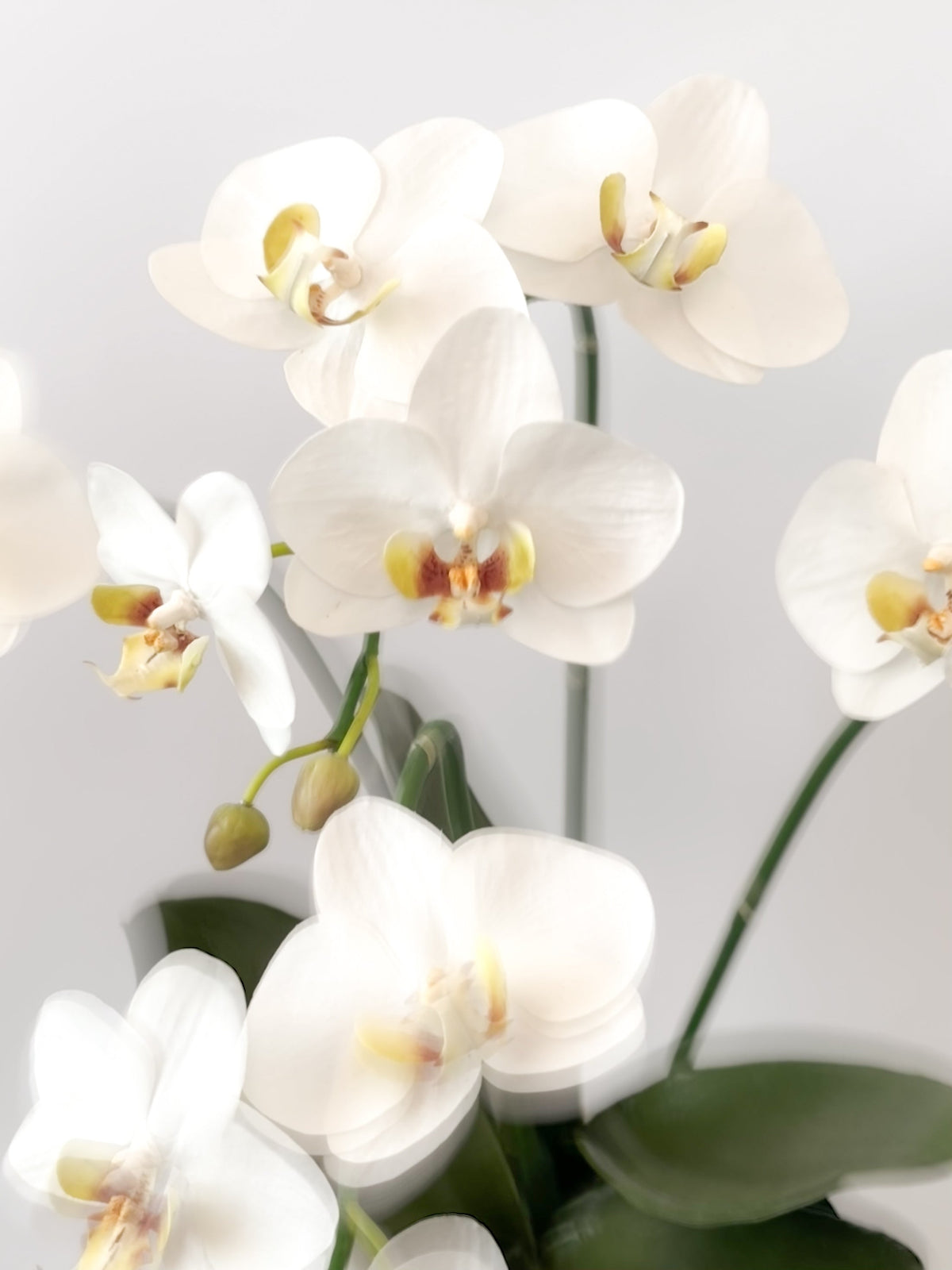 Lifelike artificial orchids by FAUX Botanical Studio Dubai